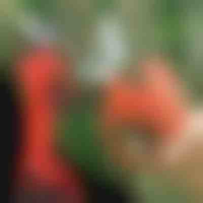 Električne škare za rezidbu, bežične za vrt i voćnjak | WHIZZPRUNER