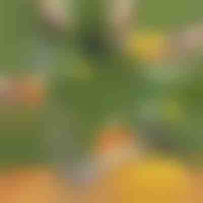 Rezač za ananas | ANANASS